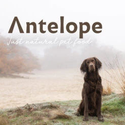 Antelope Fresh Puppy Hundefutter -Online Haustier Lieferungen antelope fresh puppy hondenvoer 217766 0500 none