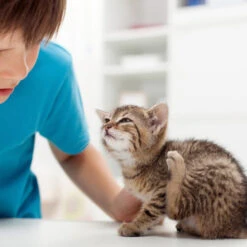 Beaphar Fiprotec Spray -Online Haustier Lieferungen beaphar fiprotec spray 213596 0500 none