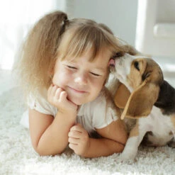 Beaphar Fiprotec Spray -Online Haustier Lieferungen beaphar fiprotec spray 213632 0500 none