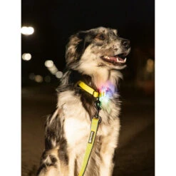 Beeztees Safety Gear Parinca Premium Halsband -Online Haustier Lieferungen beeztees safety gear parinca premium halsband 215003 0500 none