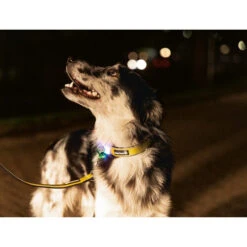 Beeztees Safety Gear Parinca Premium Halsband -Online Haustier Lieferungen beeztees safety gear parinca premium halsband 215015 0500 none