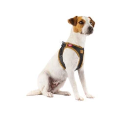 Curli Vegan Apple Leather Geschirr 7 Curli Vegan Apple Leather Geschirr -Online Haustier Lieferungen curli harnas vegan appelleer 216631 0500 none