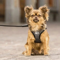 Curli Vest Harness Merino -Online Haustier Lieferungen curli vest harness merino black 175270 0500 none