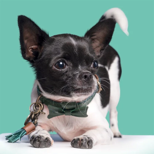 DWAM Halsband Bowie 4 DWAM Halsband Bowie – Bild 4