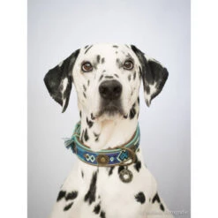 DWAM Halsband Boho Juan -Online Haustier Lieferungen dwam halsband boho juan 132080 0500 none