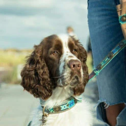 DWAM Halsband Boho Juan -Online Haustier Lieferungen dwam halsband boho juan 133658 0500 none