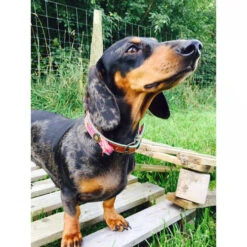 DWAM Halsband Boho Rosa -Online Haustier Lieferungen dwam halsband boho rosa 132071 0500 none