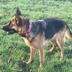 DWAM Halsband Boho Rosa -Online Haustier Lieferungen dwam halsband boho rosa 133652 0500 none