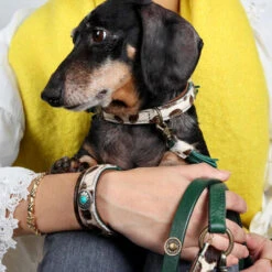 DWAM Halsband Ivy -Online Haustier Lieferungen dwam halsband ivy 180688 0500 none