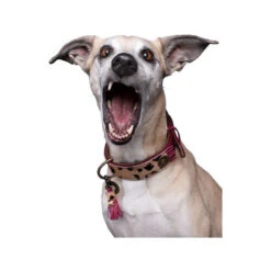 DWAM Halsband Lou Lou -Online Haustier Lieferungen dwam halsband lou lou 182182 0500 none