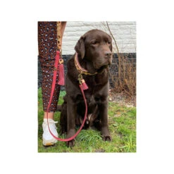 DWAM Halsband Lou Lou -Online Haustier Lieferungen dwam halsband lou lou 182185 0500 none