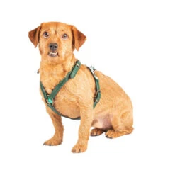 DWAM Hundegschirr Ivy -Online Haustier Lieferungen dwam hondentuigje ivy 182743 0500 none