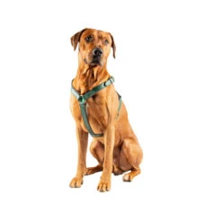 DWAM Hundegschirr Ivy -Online Haustier Lieferungen dwam hondentuigje ivy 182746 0500 none