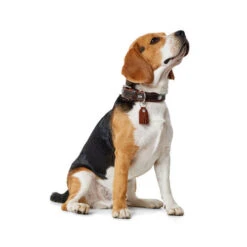 Hunter Halsband Cody -Online Haustier Lieferungen hunter halsband cody 116499 0500 none