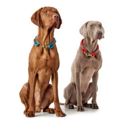 Hunter Halsband Oss -Online Haustier Lieferungen hunter halsband oss 146099 0500 none