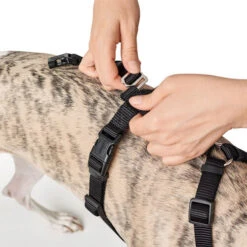 Hunter Vario Rapid Sicherheitsgeschirr - Schwarz -Online Haustier Lieferungen hunter vario rapid veiligheidsharnas zwart 169504 0500 none