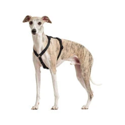 Hunter Vario Rapid Sicherheitsgeschirr - Schwarz -Online Haustier Lieferungen hunter vario rapid veiligheidsharnas zwart 169507 0500 none