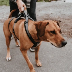 Hunter Sicherheitsgeschirr Maldon 23 Hunter Sicherheitsgeschirr Maldon -Online Haustier Lieferungen hunter veiligheidsharnas maldon 221553 0500 none