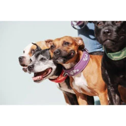 Hurtta Weekend Warrior Halsband -Online Haustier Lieferungen hurtta weekend warrior collar 189084 0500 none