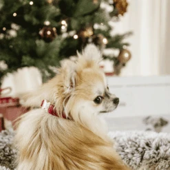 Kentucky Dogwear Corduroy Hundehalsband -Online Haustier Lieferungen kentucky dogwear corduroy hondenhalsband 219200 0500 none