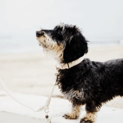 Kentucky Dogwear Hundehalsband Wool 25 Kentucky Dogwear Hundehalsband Wool -Online Haustier Lieferungen kentucky dogwear hondenhalsband wool 219704 0500 none