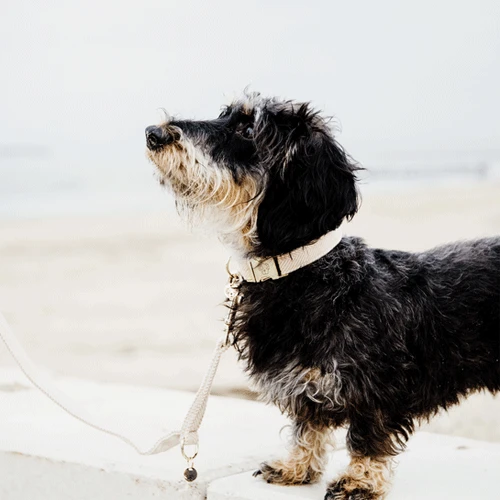 Kentucky Dogwear Hundehalsband Wool 10 Kentucky Dogwear Hundehalsband Wool – Bild 10