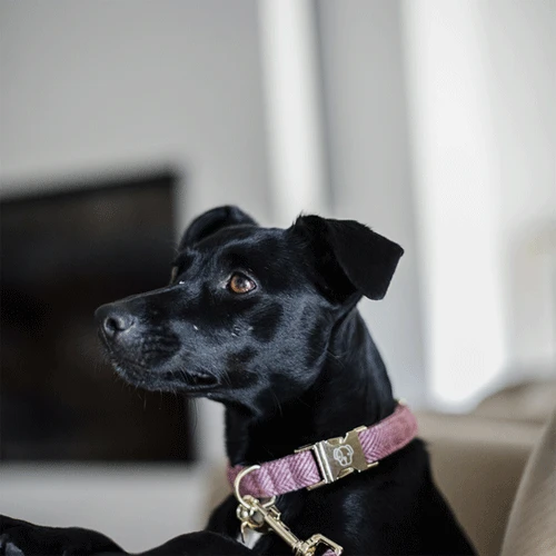 Kentucky Dogwear Hundehalsband Wool 4 Kentucky Dogwear Hundehalsband Wool – Bild 4