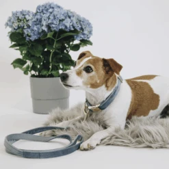 Kentucky Dogwear Hundeleine Velvet -Online Haustier Lieferungen kentucky dogwear hondenlijn velvet 219298 0500 none