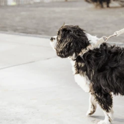 Kentucky Dogwear Hundeleine Wool -Online Haustier Lieferungen kentucky dogwear hondenlijn wool 219683 0500 none