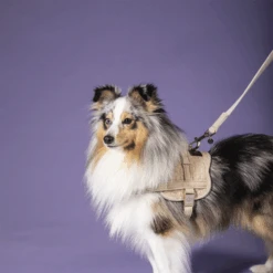 Kentucky Dogwear Hundeleine Wool -Online Haustier Lieferungen kentucky dogwear hondenlijn wool 219684 0500 none