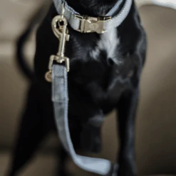 Kentucky Dogwear Hundeleine Wool -Online Haustier Lieferungen kentucky dogwear hondenlijn wool 219689 0500 none