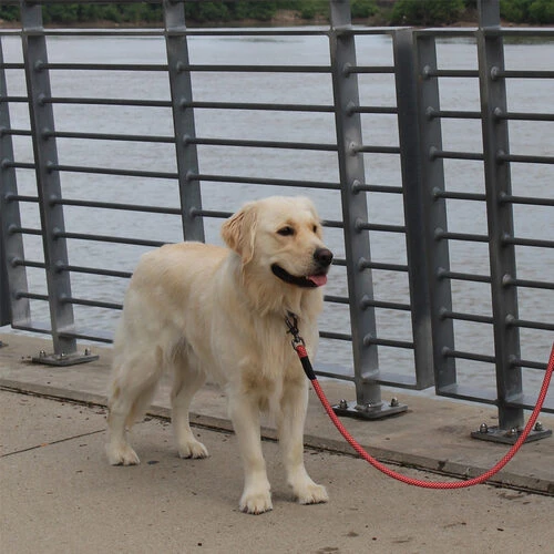 KONG Rope Leash - Schwarz 3 KONG Rope Leash - Schwarz – Bild 3