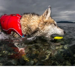 Kurgo Skipping Stones -Online Haustier Lieferungen kurgo skipping stones 99608 0500 none