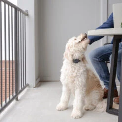 PetSafe Anti-Bell-Halsband -Online Haustier Lieferungen petsafe anti blafhalsband 208109 0500 none