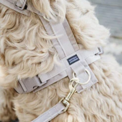 Kentucky Dog Harness Active Velvet -Online Haustier Lieferungen prod 15744 218987 0500 none