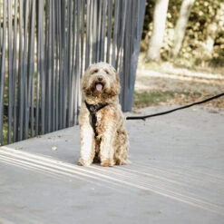 Kentucky Dog Harness Active Velvet -Online Haustier Lieferungen prod 15744 218994 0500 none