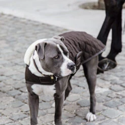 Kentucky Hundemantel Original -Online Haustier Lieferungen prod 15745 218998 0500 none