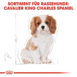 Royal Canin Cavalier King Charles Puppy - Hundefutter 12 Royal Canin Cavalier King Charles Puppy - Hundefutter -Online Haustier Lieferungen royal canin cavalier king charles puppy hondenvoer 137932 0500 none