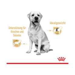 Royal Canin Labrador Retriever Adult Wet -Online Haustier Lieferungen royal canin labrador retriever adult wet 165787 0500 none