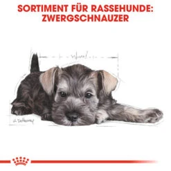 Royal Canin Mini Schnauzer Puppy - Hundefutter -Online Haustier Lieferungen royal canin mini schnauzer puppy hondenvoer 140182 0500 none
