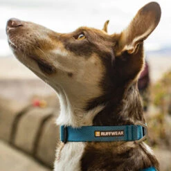 Ruffwear Hi & Light Halsband -Online Haustier Lieferungen ruffwear hi light collar 194264 0500 none