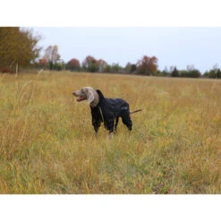 RukkaPets Protect Overall -Online Haustier Lieferungen rukkapets protect overall zwart 216401 0500 none