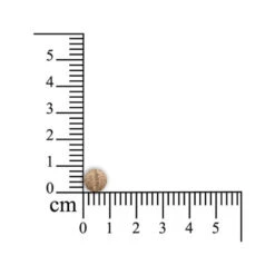 Sensipharm Sneeze Aid Katze -Online Haustier Lieferungen sensipharm sneeze aid kat 174685 0500 none