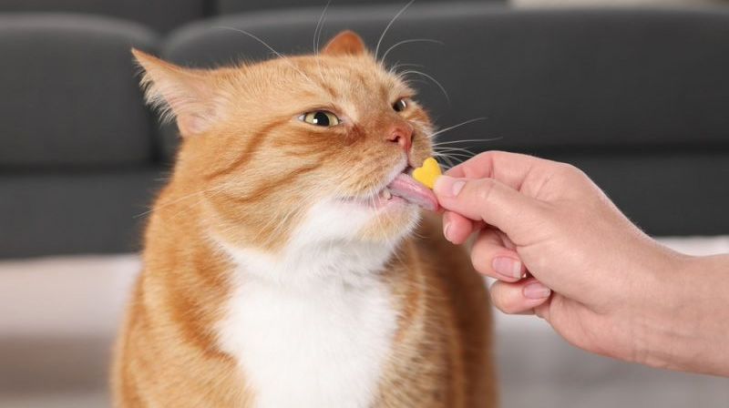 Online Haustier Lieferungen -Online Haustier Lieferungen 3